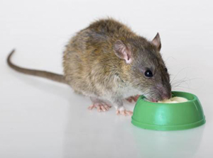 grande-9278777ff6f7b1f91147894162238328